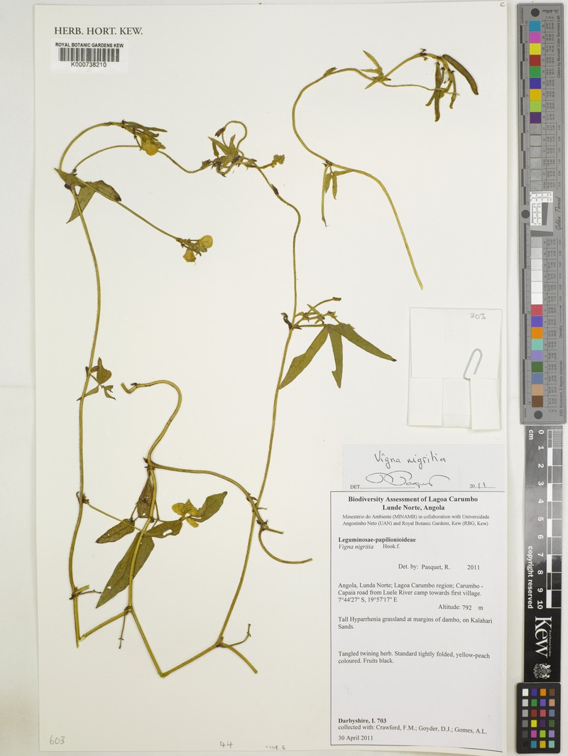 Vigna nigritia photo 2