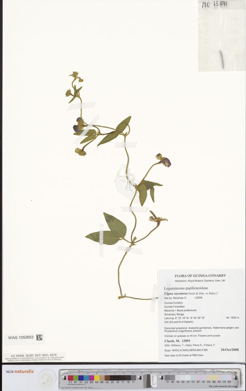 Vigna nigritia photo 3