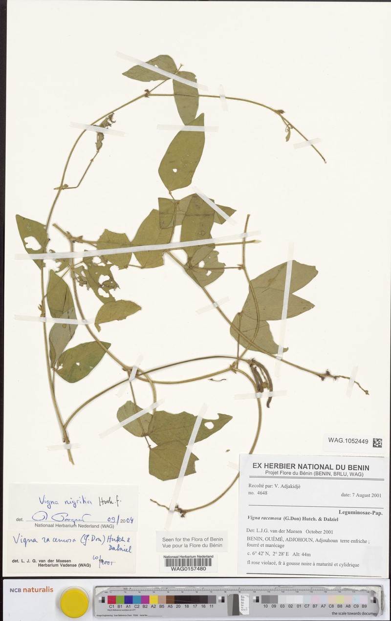 Vigna nigritia photo 4