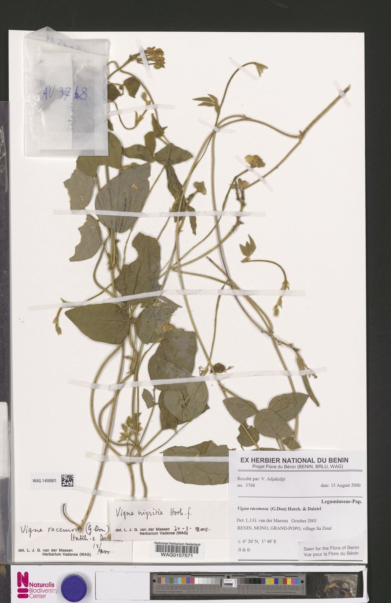 Vigna nigritia photo 7