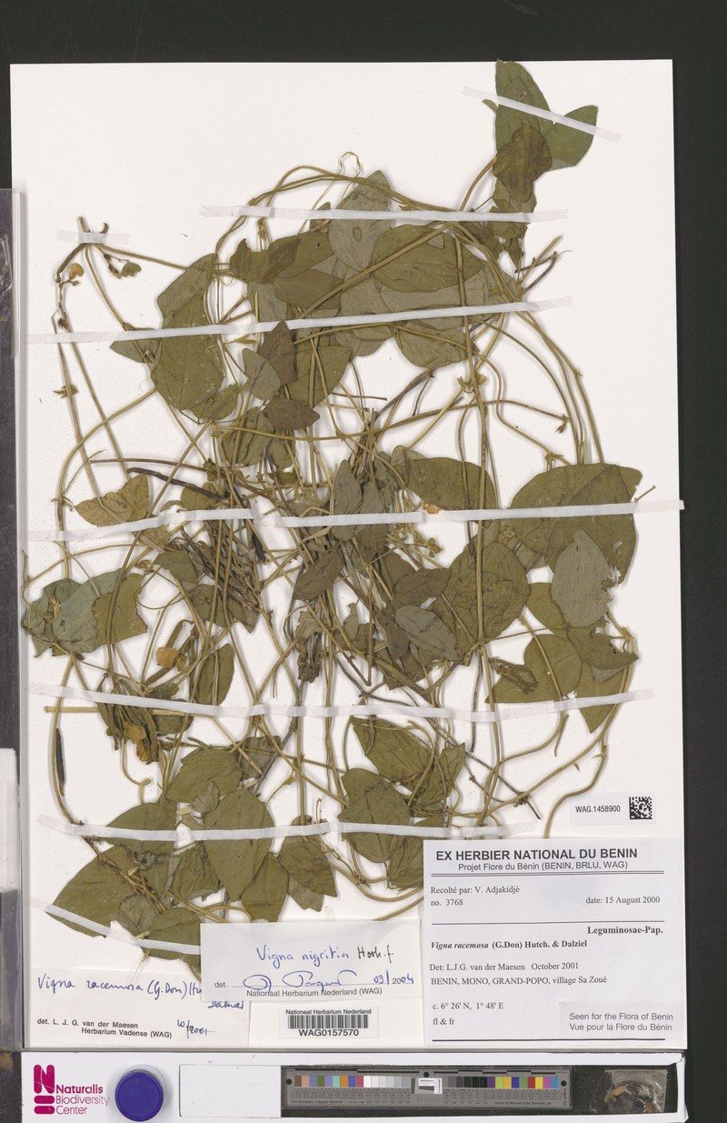 Vigna nigritia photo 8