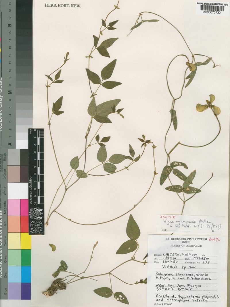Vigna nyangensis