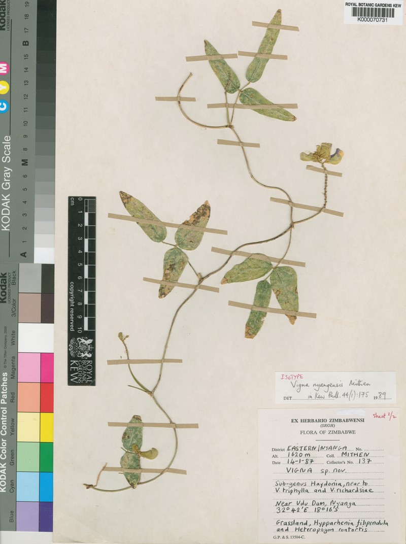Vigna nyangensis photo 2