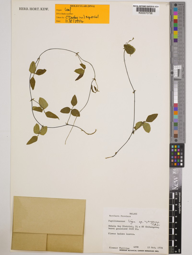 Vigna nyangensis photo 3