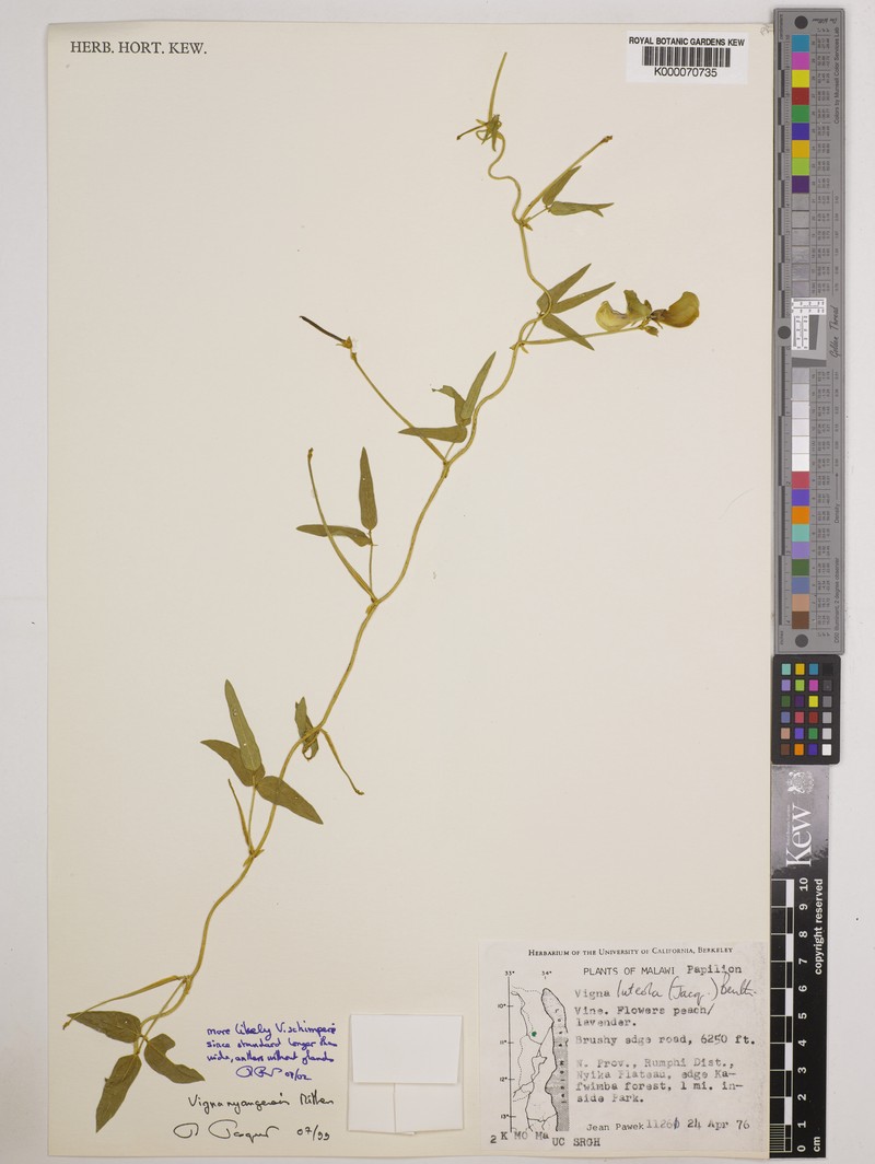 Vigna nyangensis photo 4