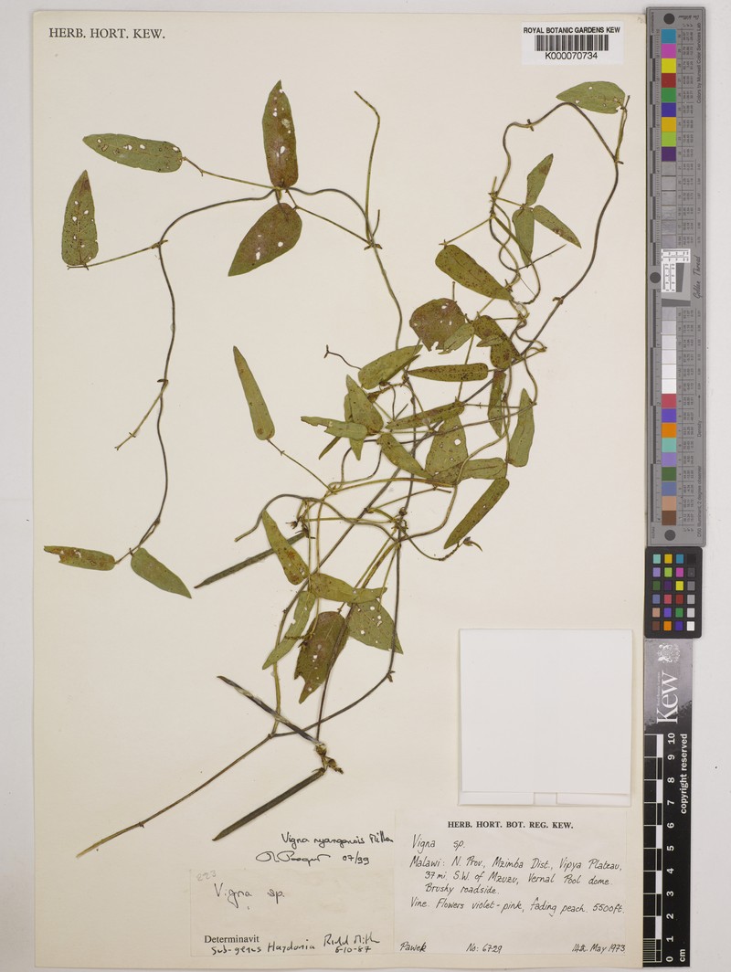 Vigna nyangensis photo 5