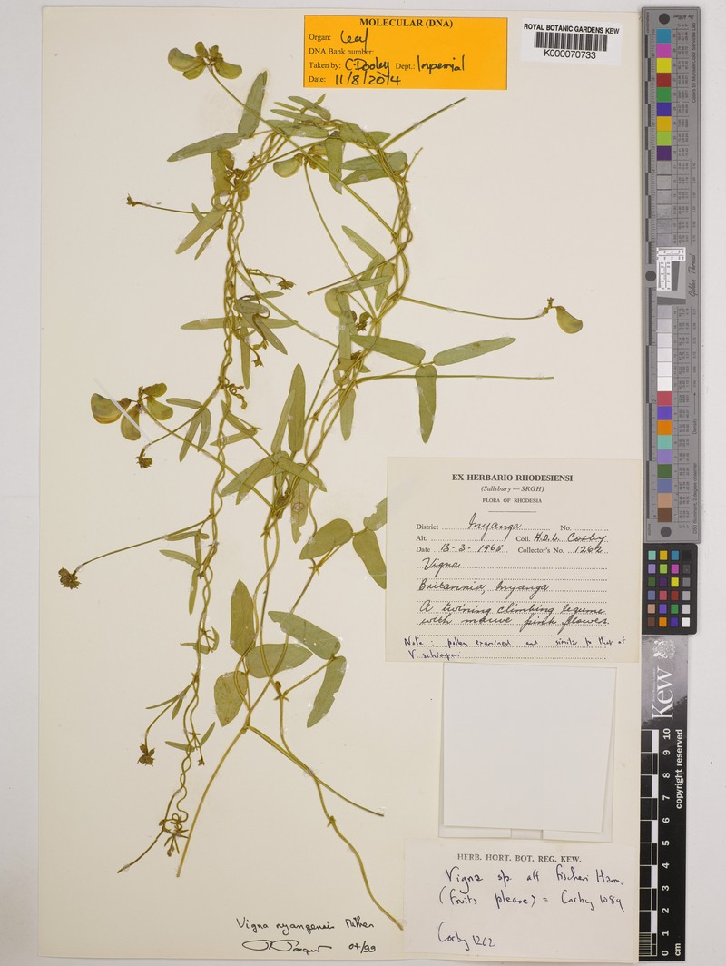 Vigna nyangensis photo 6