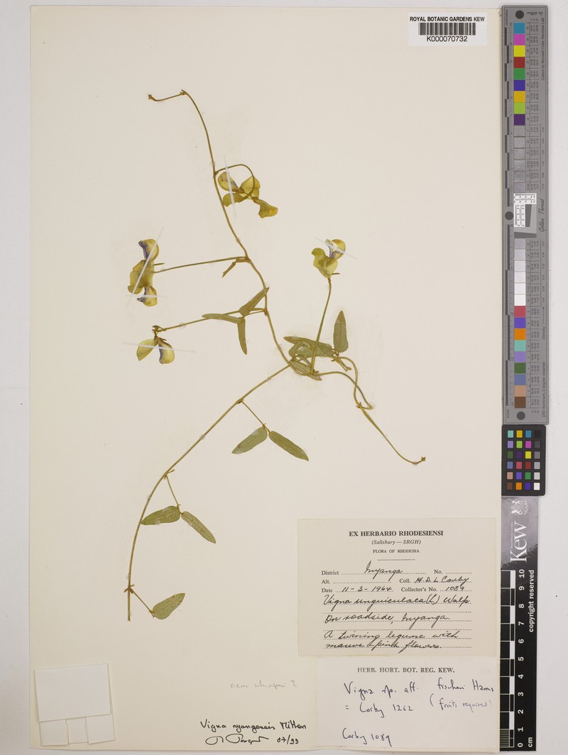 Vigna nyangensis photo 7