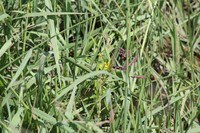 Vigna oblongifolia