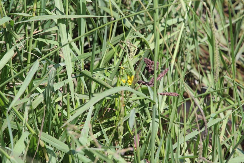 Vigna oblongifolia