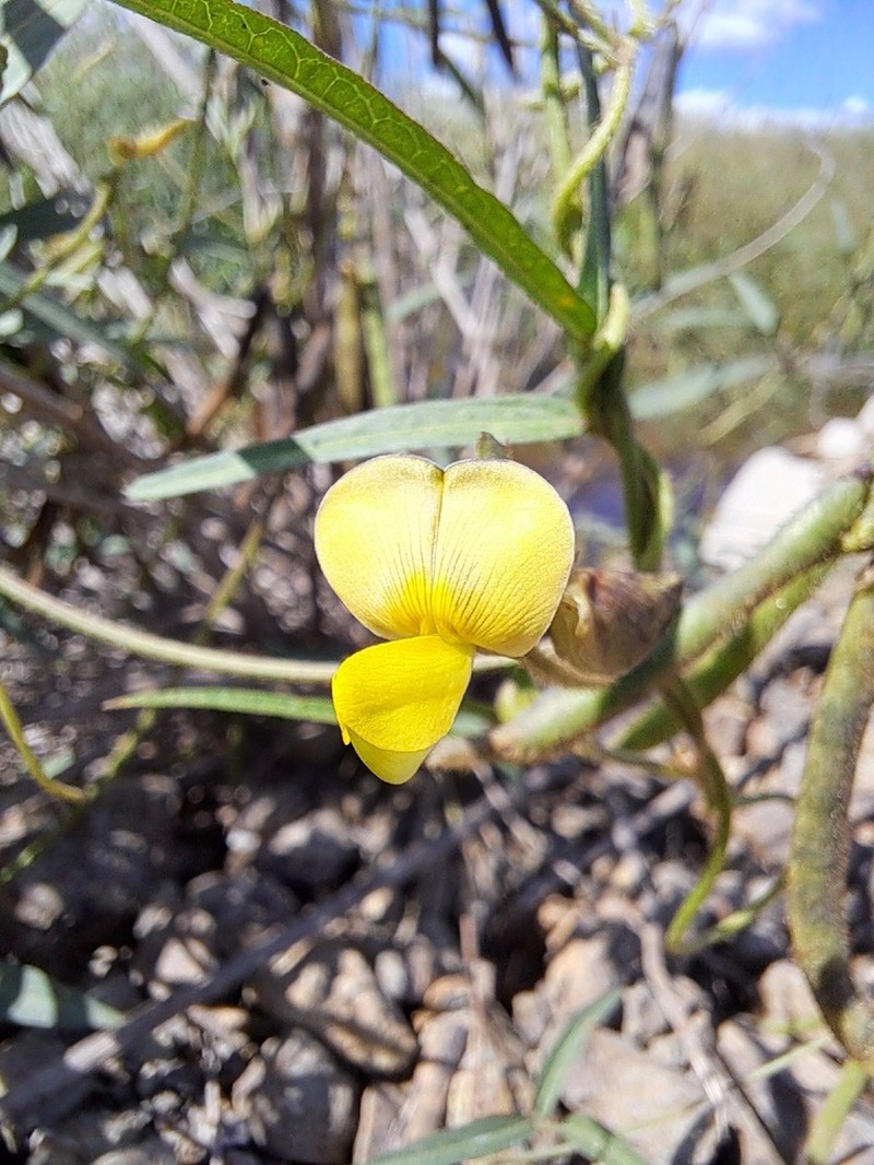 Vigna oblongifolia photo 2