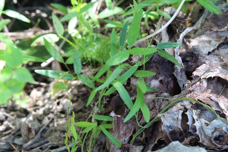 Vigna oblongifolia photo 3