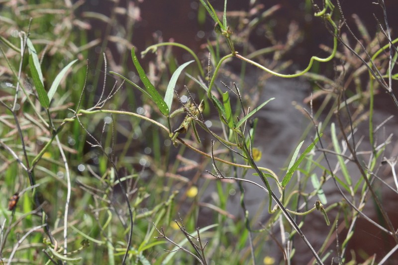 Vigna oblongifolia photo 4