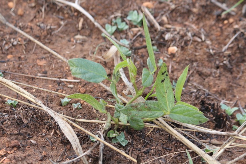 Vigna oblongifolia photo 5