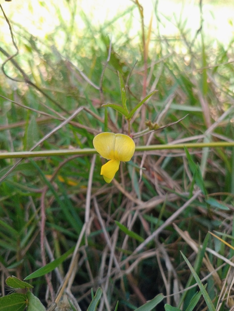 Vigna oblongifolia photo 6