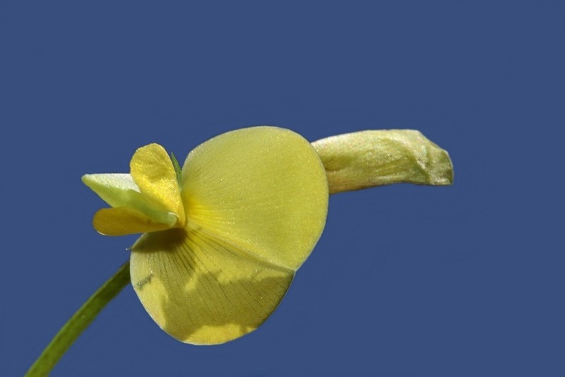 Vigna oblongifolia photo 7