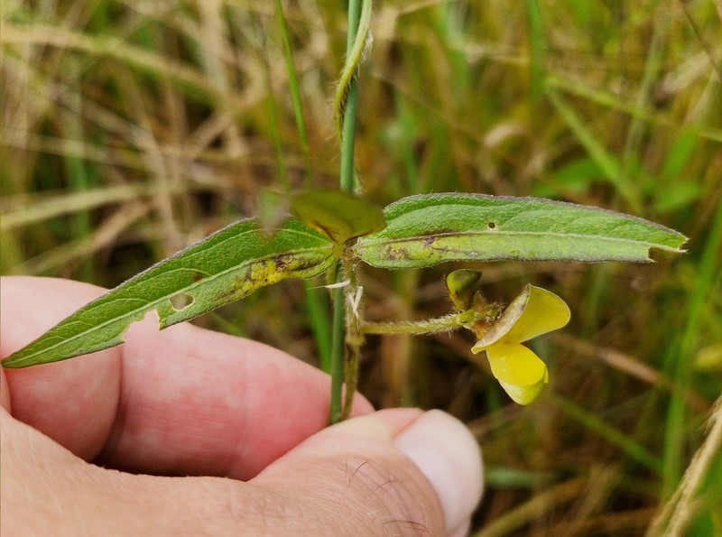 Vigna oblongifolia photo 8