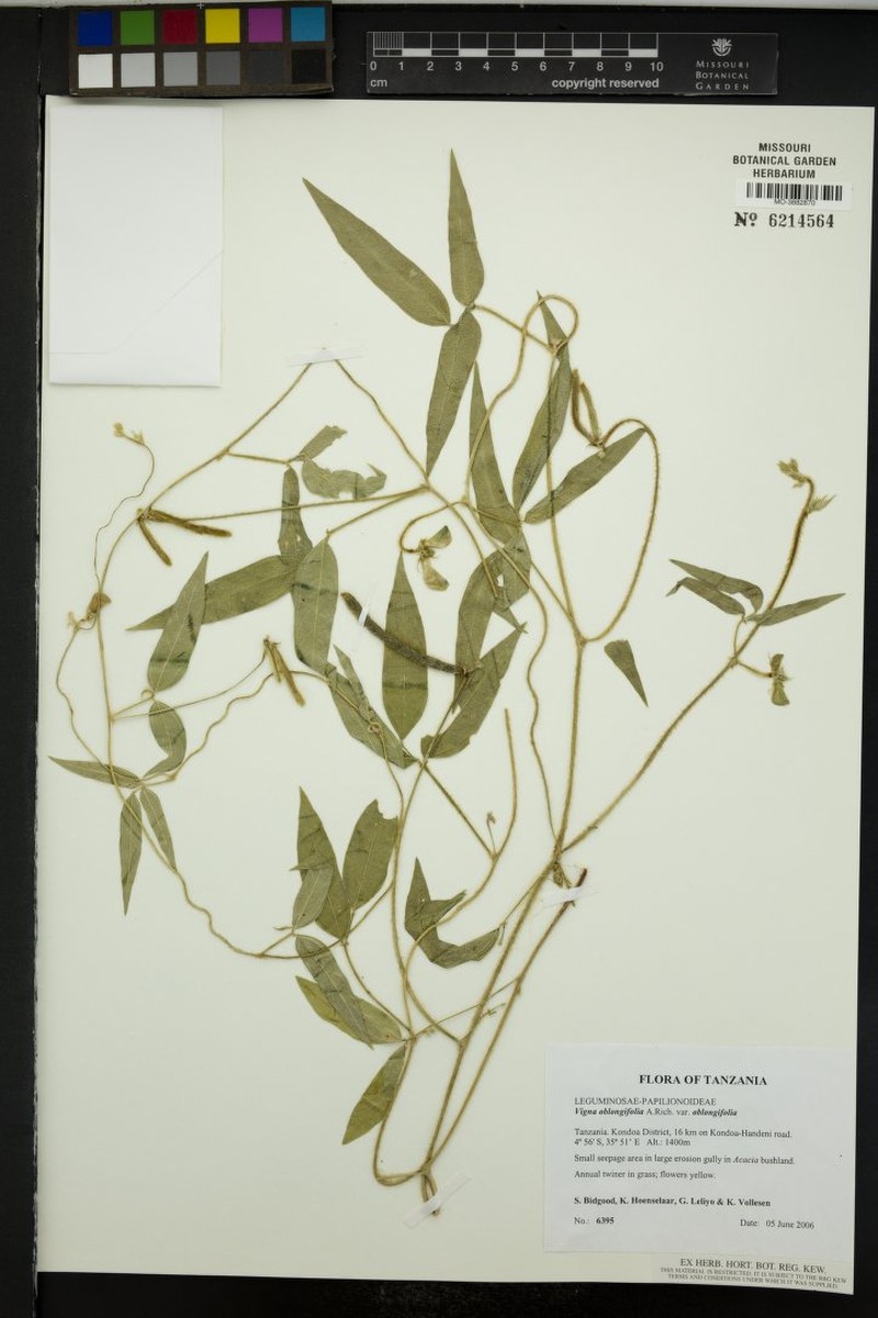 Vigna oblongifolia var. oblongifolia