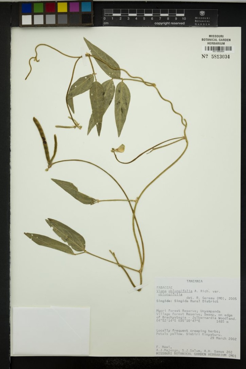 Vigna oblongifolia var. oblongifolia photo 2