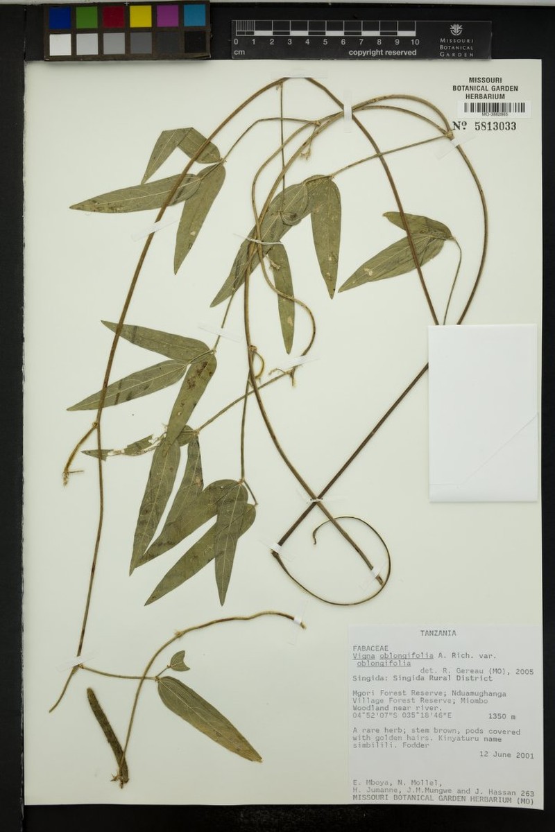 Vigna oblongifolia var. oblongifolia photo 3