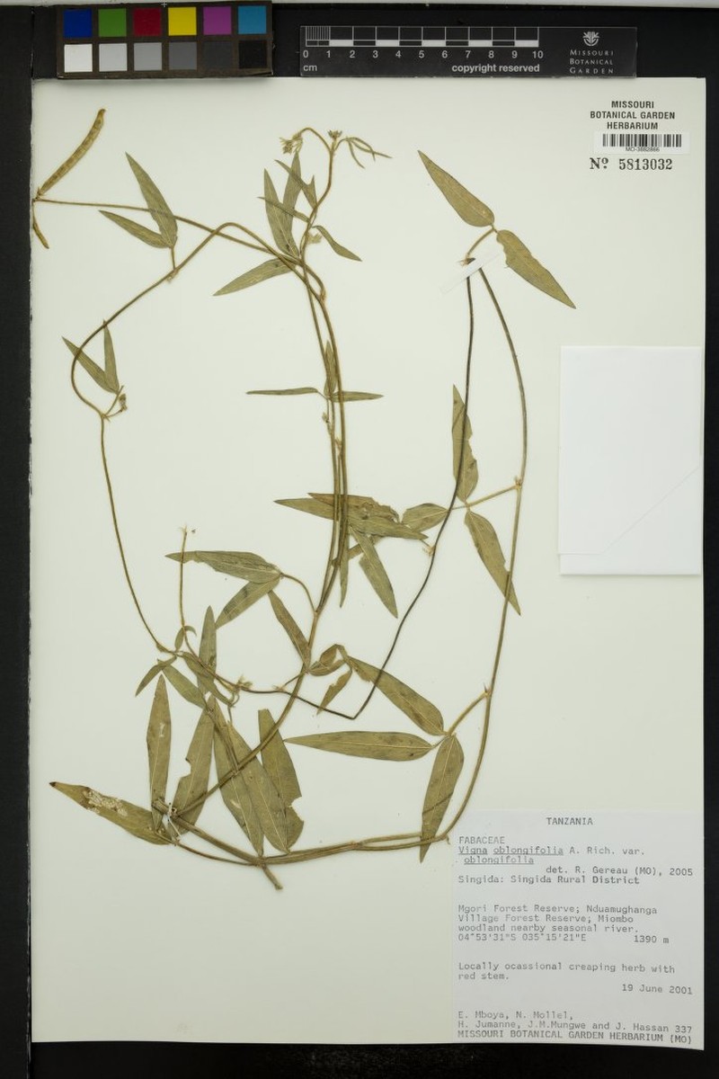 Vigna oblongifolia var. oblongifolia photo 4
