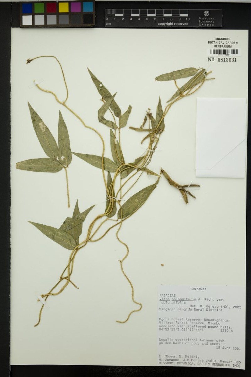 Vigna oblongifolia var. oblongifolia photo 5