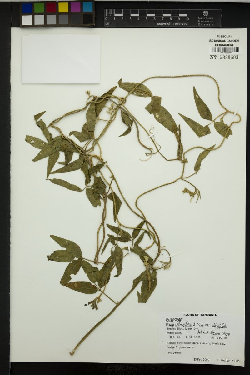 Vigna oblongifolia var. oblongifolia photo 6