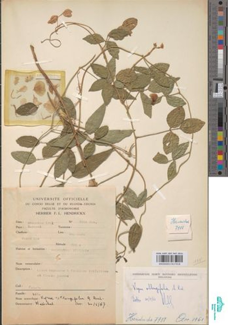 Vigna oblongifolia var. oblongifolia photo 7
