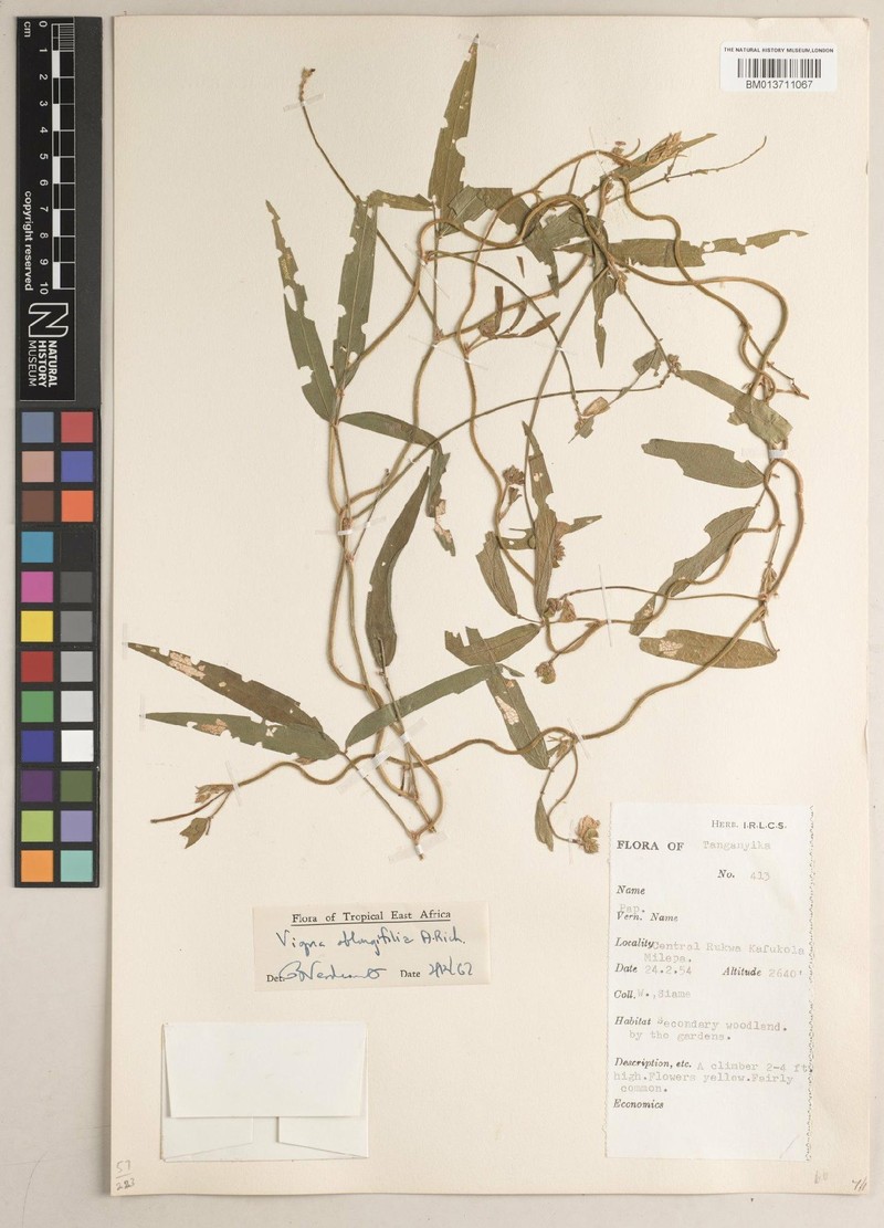 Vigna oblongifolia var. oblongifolia photo 8
