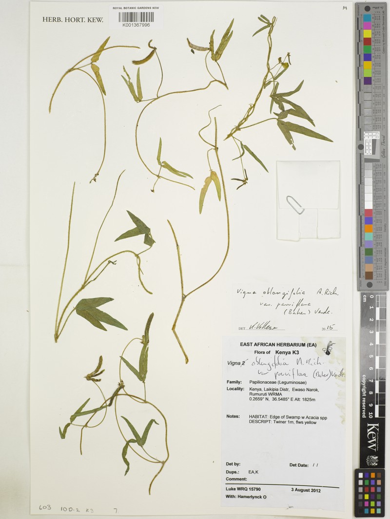 Vigna oblongifolia var. parviflora