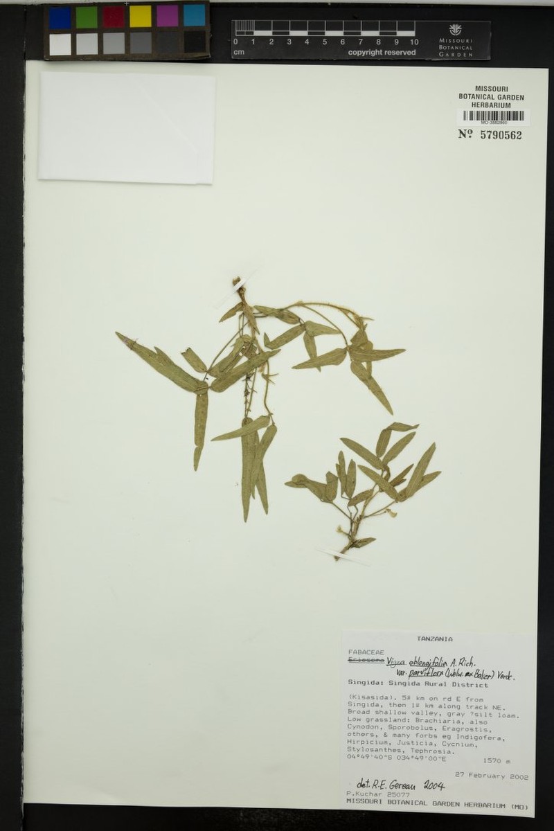 Vigna oblongifolia var. parviflora photo 2