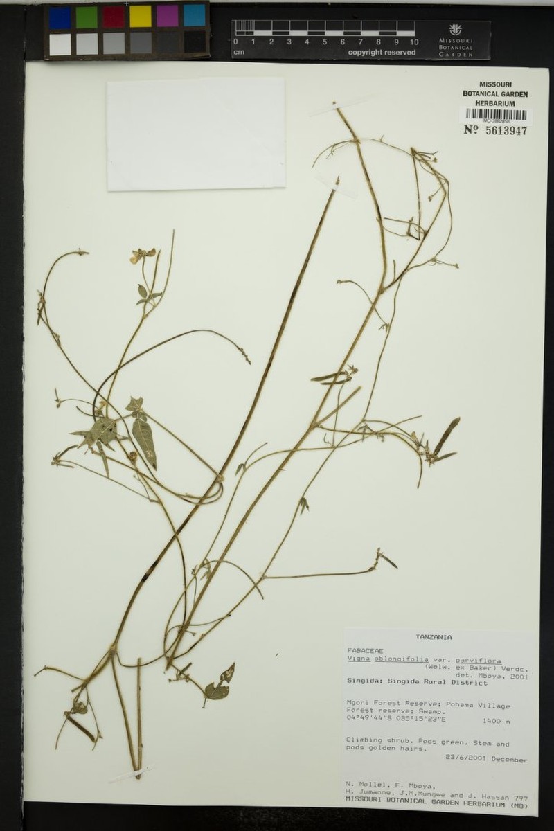 Vigna oblongifolia var. parviflora photo 3