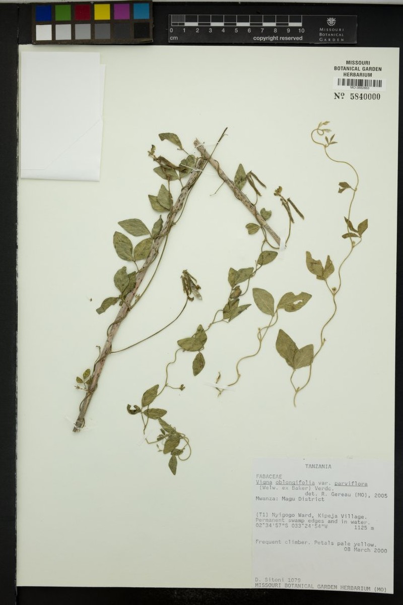 Vigna oblongifolia var. parviflora photo 4