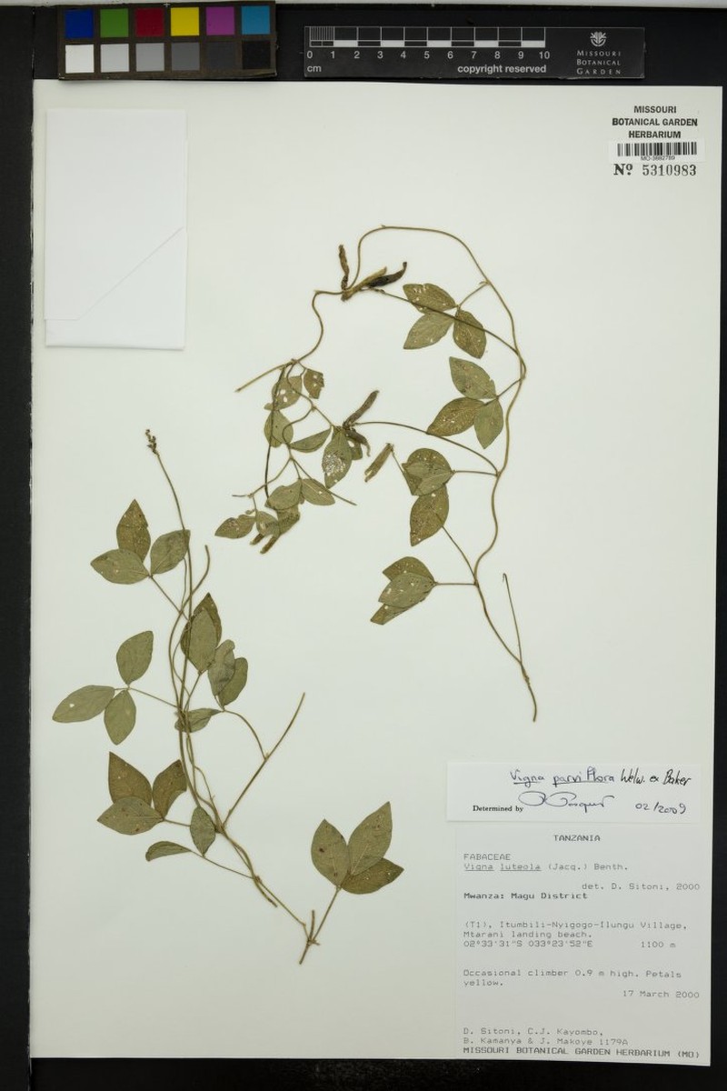 Vigna oblongifolia var. parviflora photo 5
