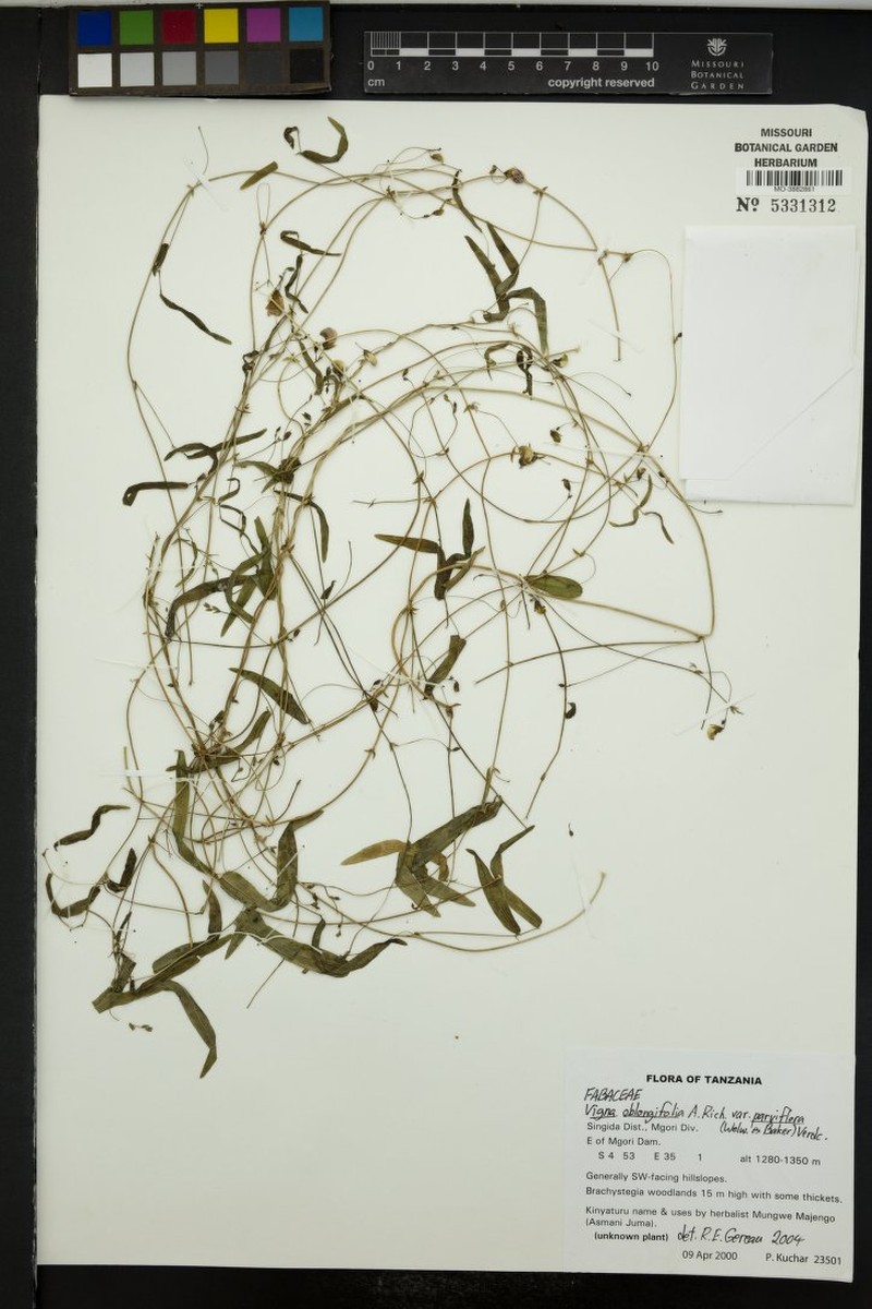 Vigna oblongifolia var. parviflora photo 6