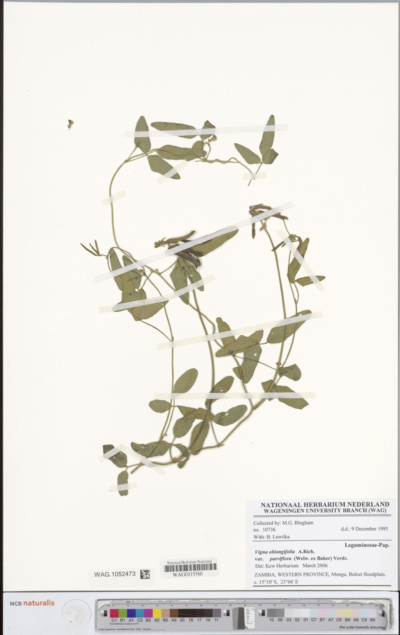 Vigna oblongifolia var. parviflora photo 8