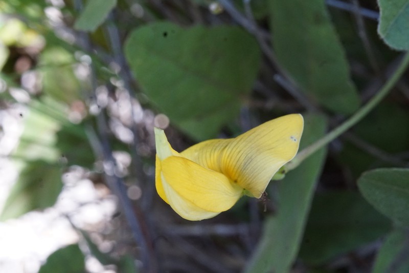 Oahu Cowpea photo 7