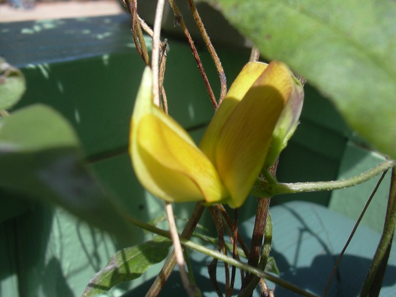 Oahu Cowpea photo 8