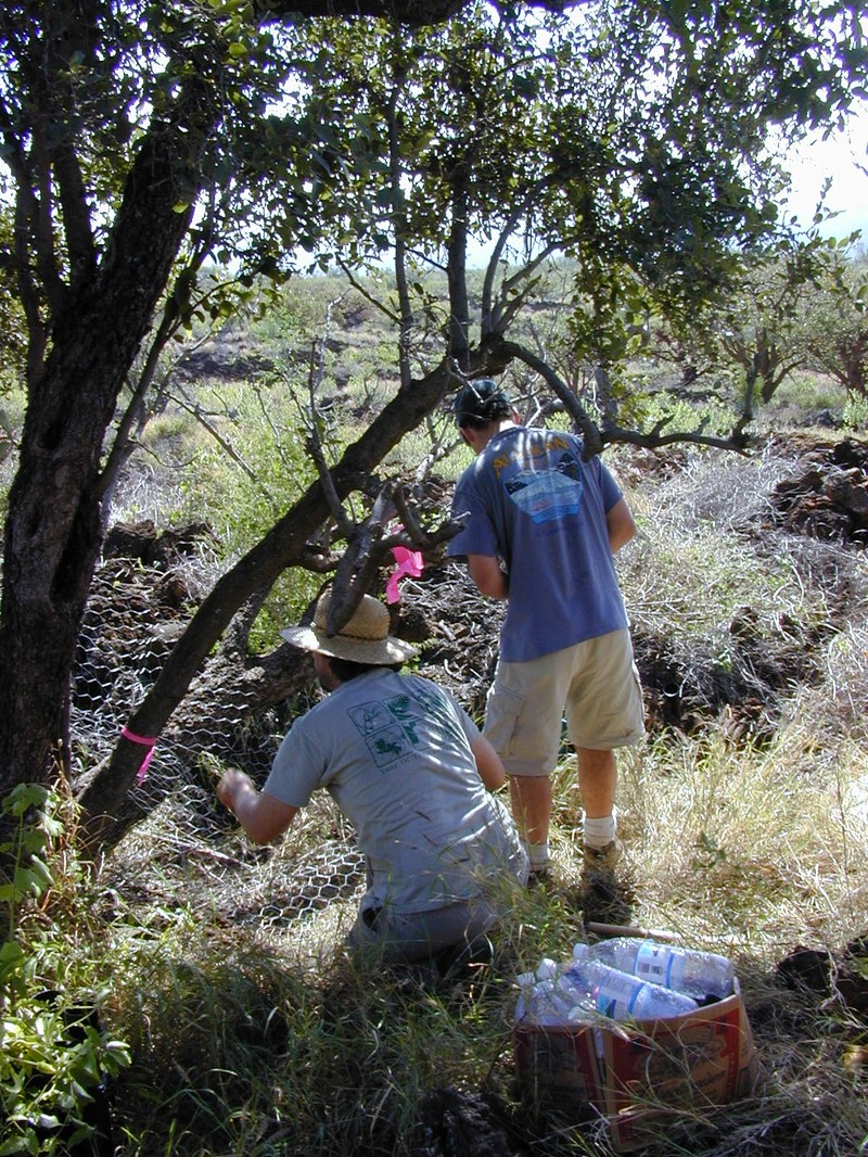 Oahu Cowpea photo 2