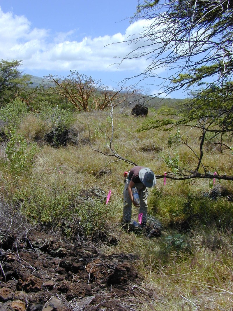 Oahu Cowpea photo 4