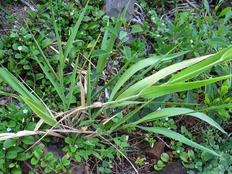 Oahu Cowpea photo 3