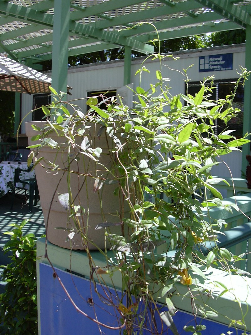 Oahu Cowpea photo 6