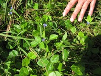 Vigna parkeri