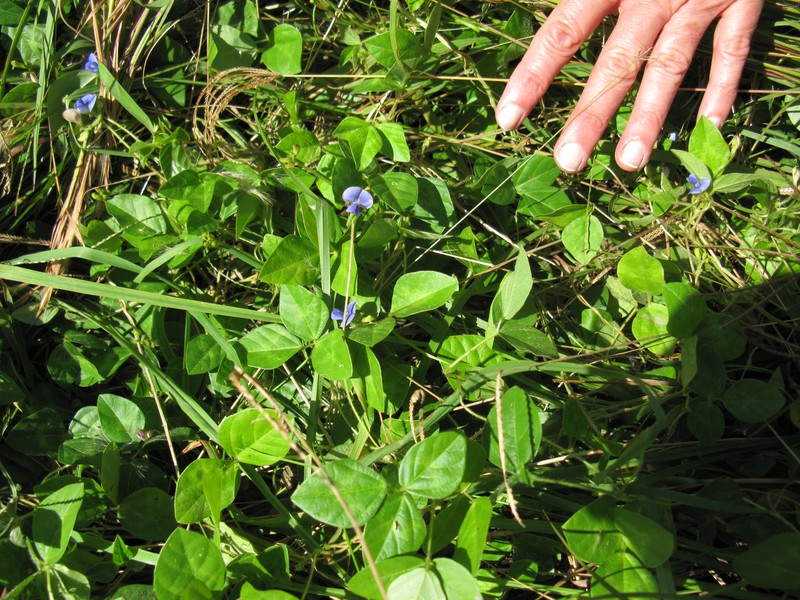 Vigna parkeri