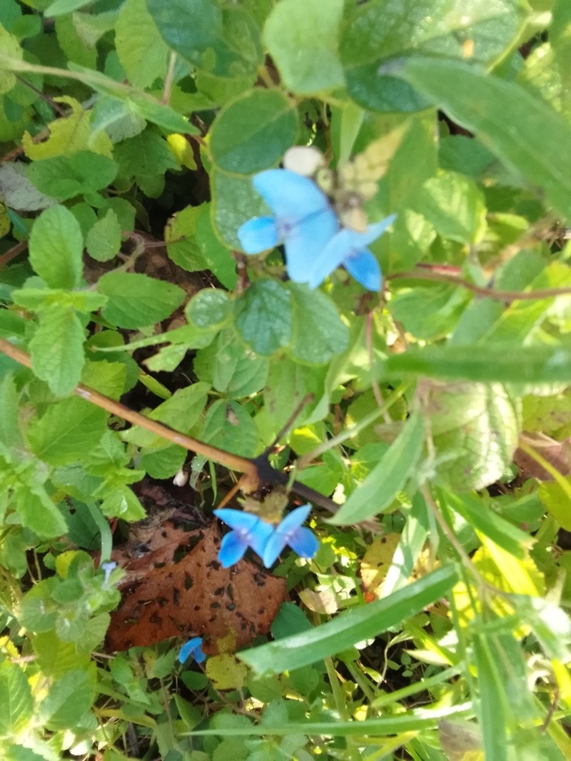 Vigna parkeri photo 2