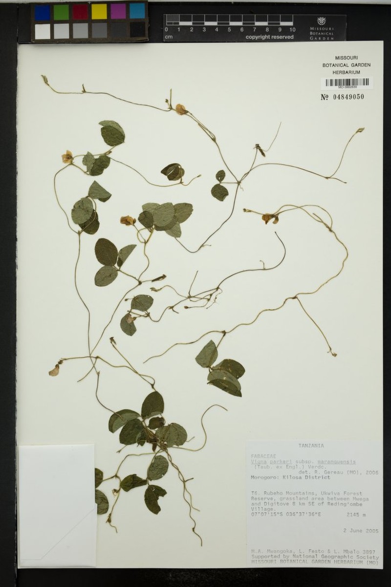 Vigna parkeri subsp. maranguensis