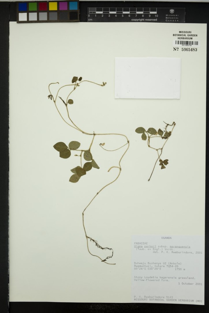 Vigna parkeri subsp. maranguensis photo 2