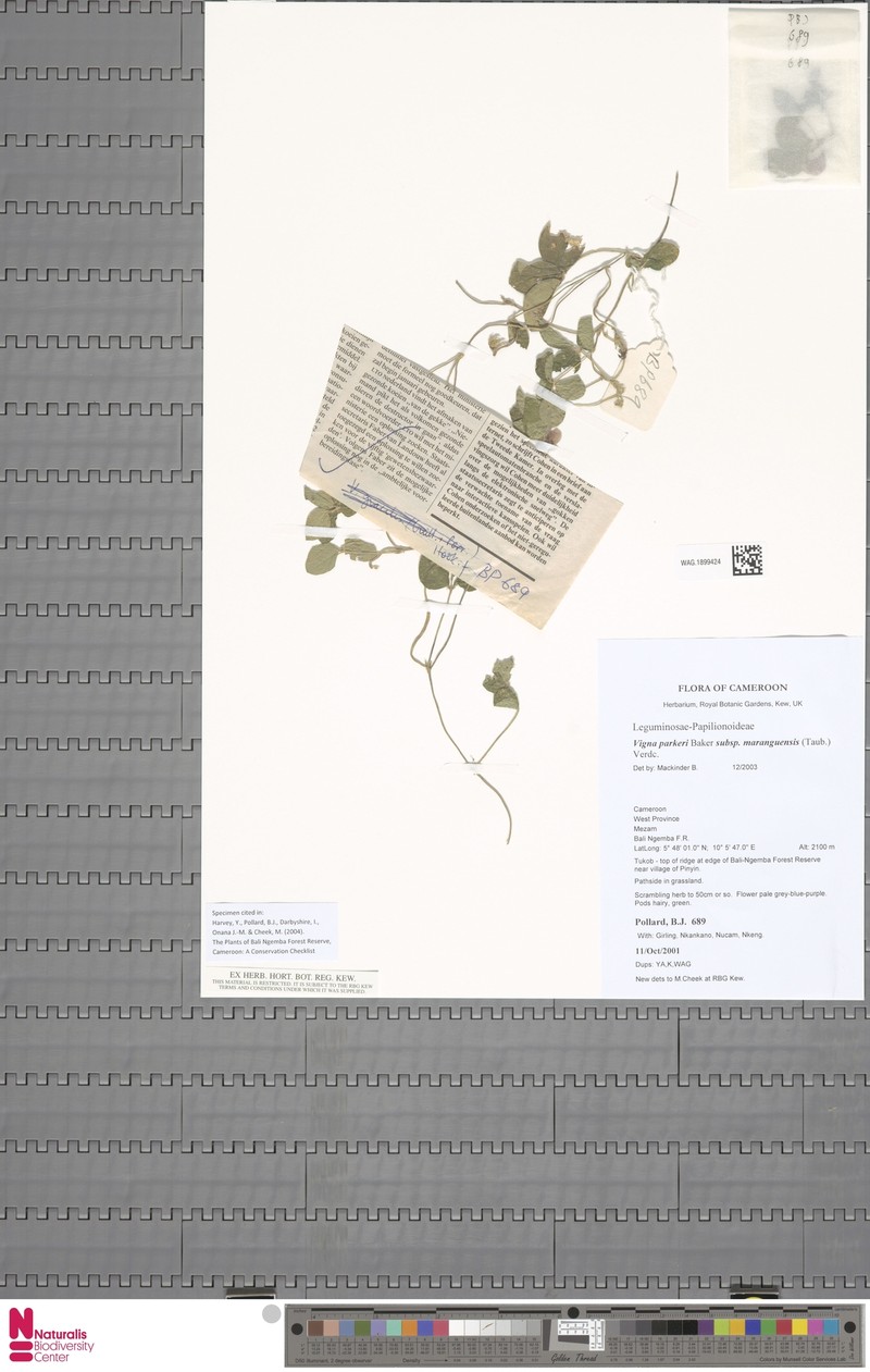 Vigna parkeri subsp. maranguensis photo 3
