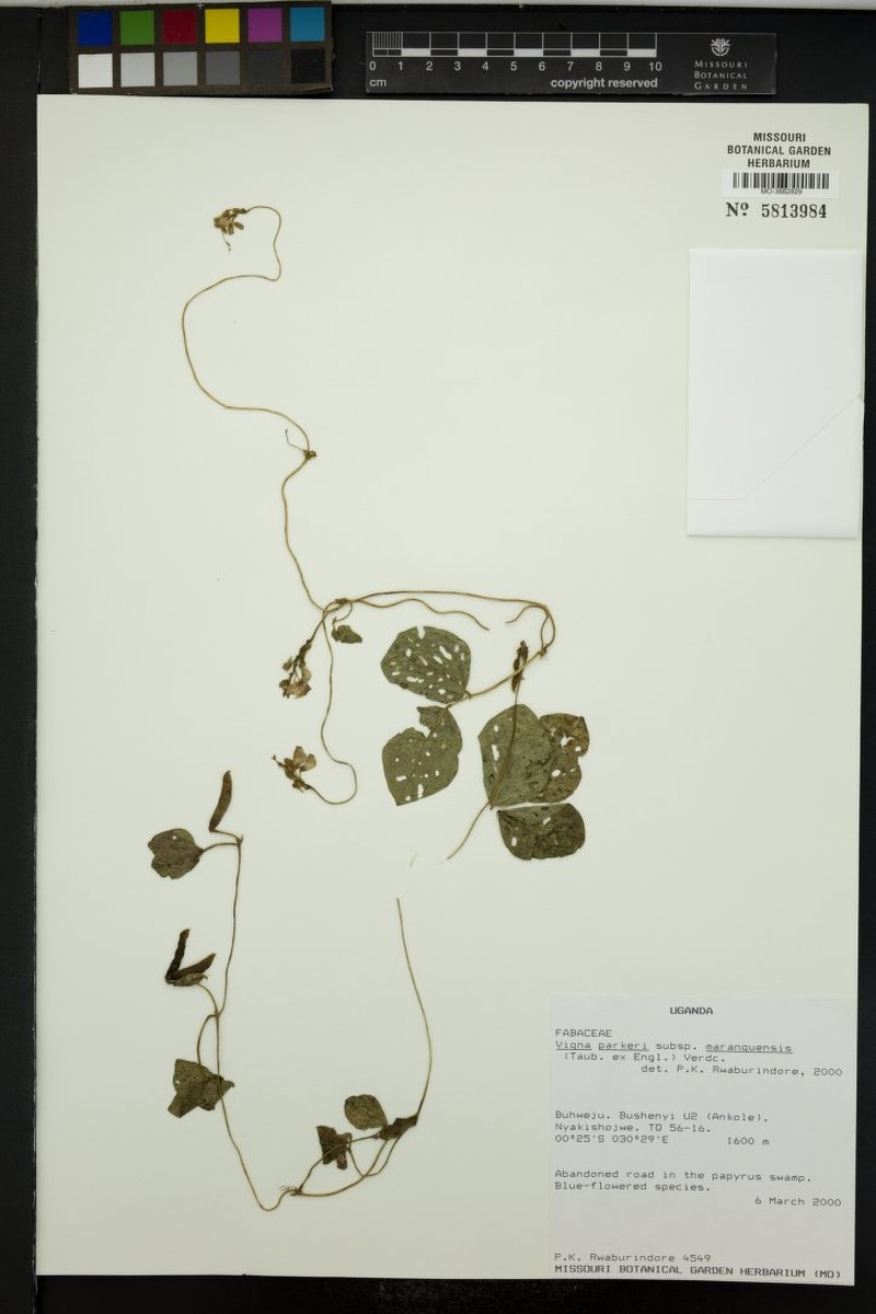 Vigna parkeri subsp. maranguensis photo 4