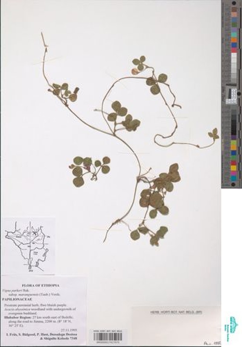 Vigna parkeri subsp. maranguensis photo 5